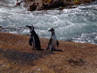 Two African Penguins standing on a rock next to the sea